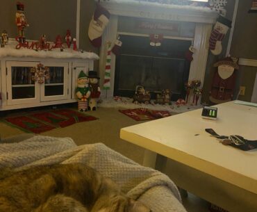 Just to trigger you guys again lol same spot, different cat