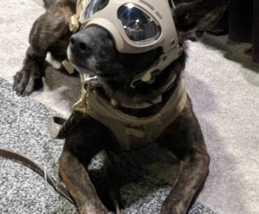 Man's best friend, now with GoPro.