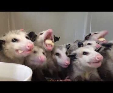 Opossums Enjoying Their Banana