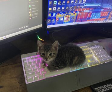 Newest addition to my desktop