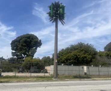 Invasive Species