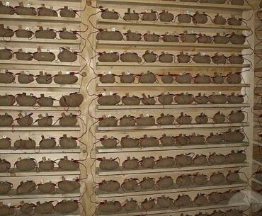 Top secret leaked image of the WZ servers