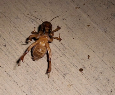This monstrocity in my backyard looking like it just got knocked and is crawling for the revive.