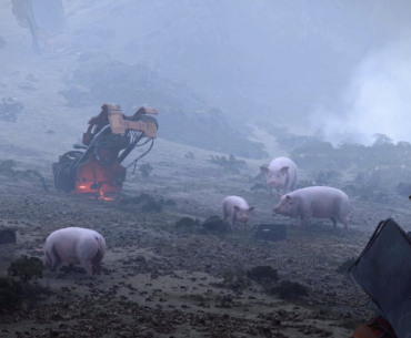 pigs