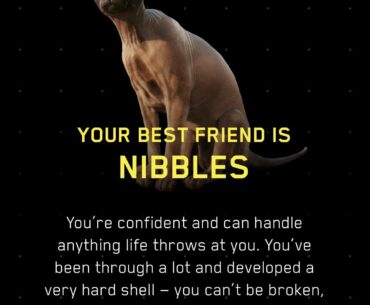 I’m such a cat lady irl that this should not be funny, yet here we are