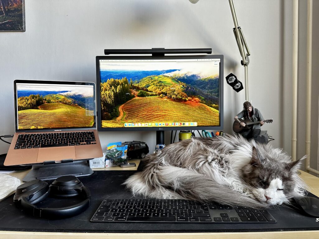 Magic mouse, keyboard and cat