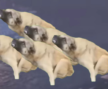 Kino dogs when you stand in that glitch spot next to stage stairs: