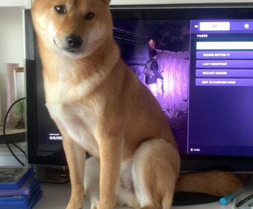 Dog decided it’s enough mw2 for today 😞