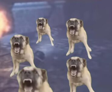 Stupid dogs