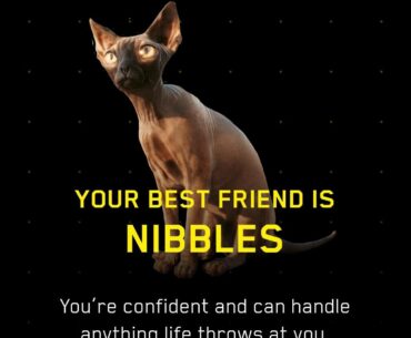 I got the man, the myth, the legend nibbles
