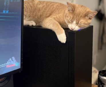 Cat enjoys the heat