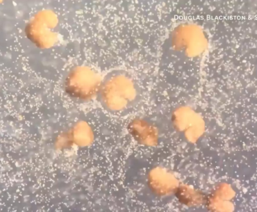 These are Xenobots, synthetic lifeforms that are designed by computers by combining together different biological tissues. Whether xenobots are robots, organisms, or something else entirely remains a subject of debate.