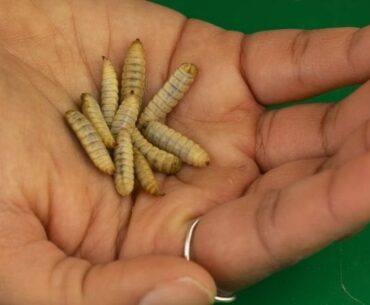 "Tyson Foods, one of the biggest meat producers, is investing in insect protein"