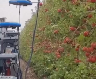 Robotic Apple Harvester