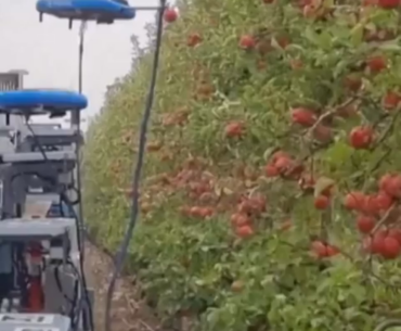 Robotic Apple Harvester