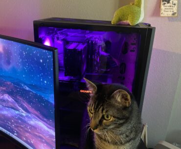 My cat on the desk as requested