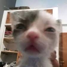 How I look at El Capitan after he cuts half of my payment because I was 2 seconds late (He gave me 1 minute to go 1.5km)