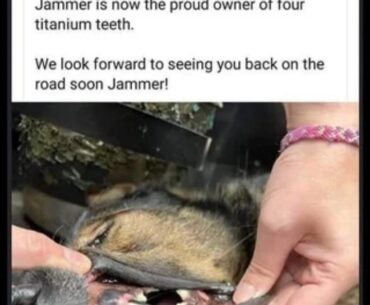Titanium teeth on the "Terminator dog"