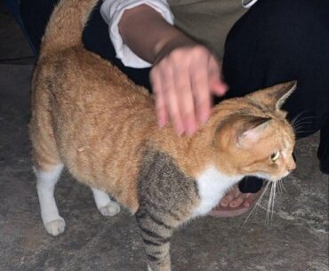 Johnny Silvercat