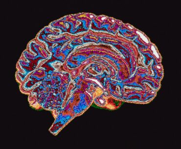 Device keeps brain alive, functioning separate from body