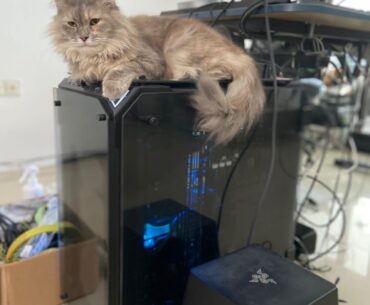 Purrfect Cooling: This PC has a ventilating glass top so my kitty can lounge without blocking airflow