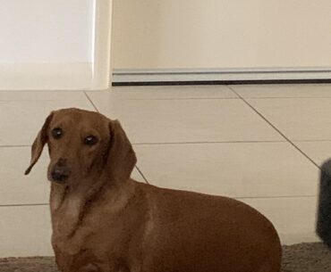 My dog.