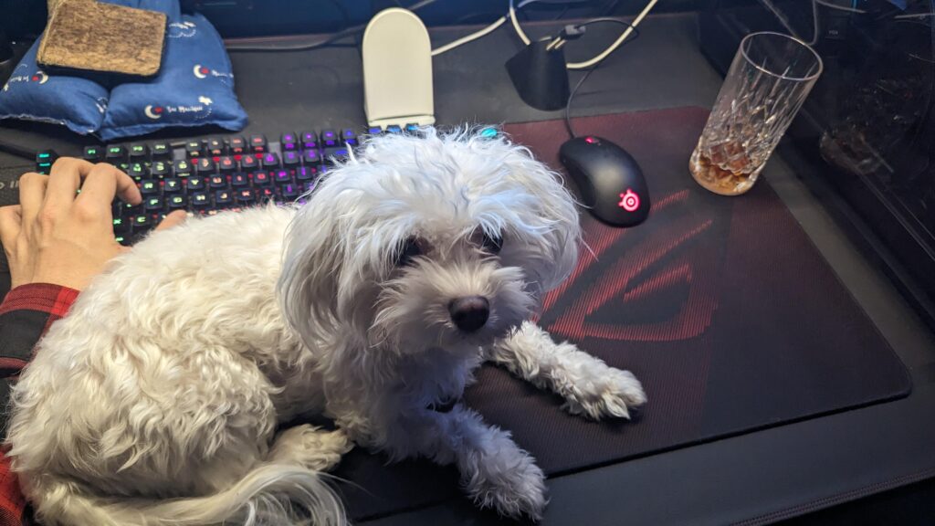 You heard of gaming cat's but do my gaming dog gets a pass?
