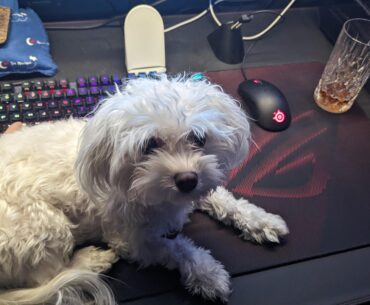 You heard of gaming cat's but do my gaming dog gets a pass?