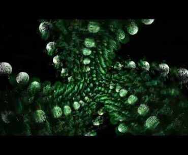 Invisible ASPS - Floral's Not The Future