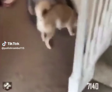 Zombi-Inu
