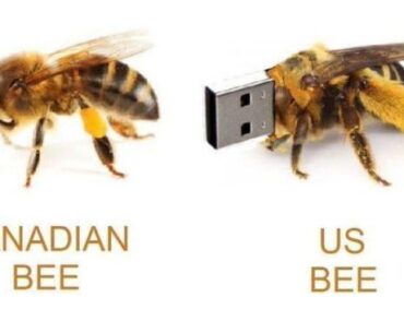 ooo we love american bees then