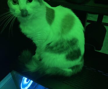 Is it okay for my kitty to sit on top of my PC like this?