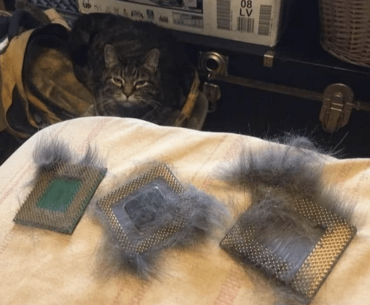 PSA: CPUs make great kitty brushes