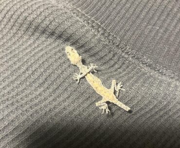 I found a dead geko in my pc!