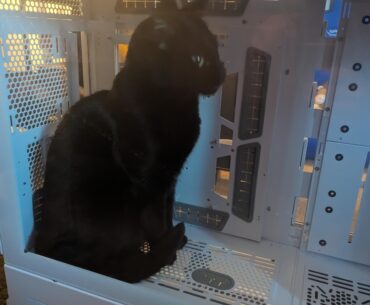 How about a cat inside the case?