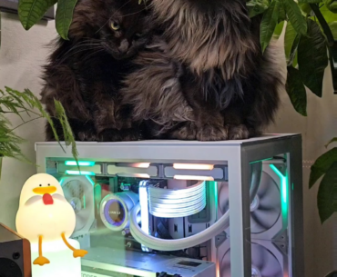 68°C / 154F seems like to be the sweet spot temperature for cats
