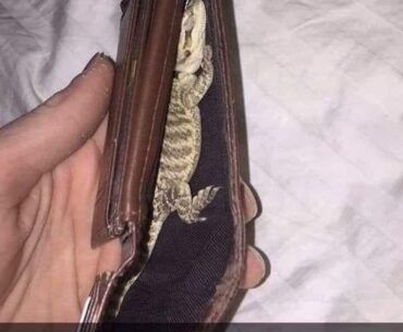 Nomad prologue be like: