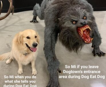 So Mi Eat Dog and Eat You