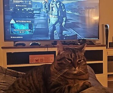 Lucy is not impressed with my new skin.