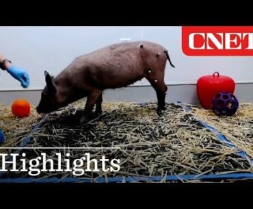 Neuralink device forces pig to move leg against its will