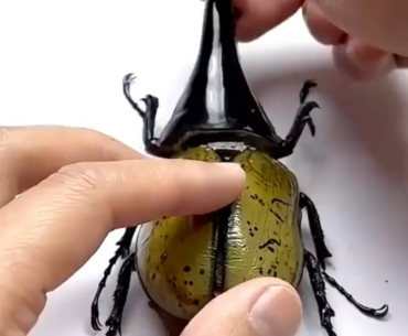 Cyborg beetle