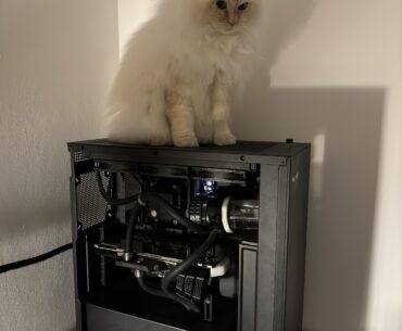 Gaming pc + gaming cat