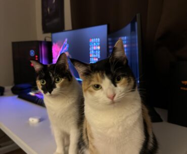My cats don’t want me to play