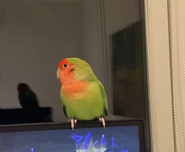 Help! I cant focus on the game with this featherball on my monitor.