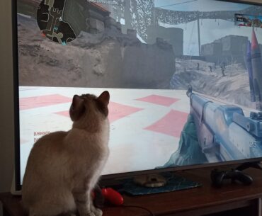 My cat enjoys watching my teammates run around on the radar