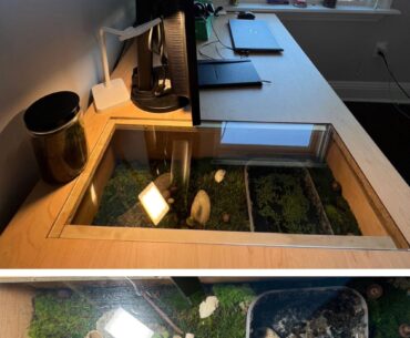 Terrarium Desk