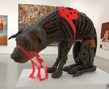 Firu, the stray dog