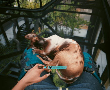 Does that mean I won't be able to play anymore? I can't disturb the cat's peace