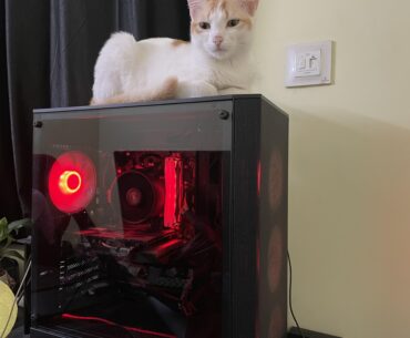 New case! Now new bed for cats.