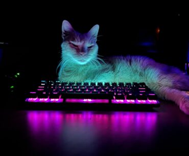 Cats and RGB…